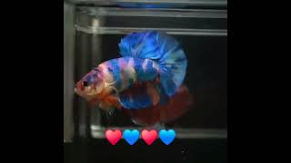 Multi coloured plakat betta fish [upl. by Yeroc268]