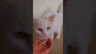 Depression m chali jayegi 🥲cat funny comedy catlover pets ashortaday viralshort minivlog [upl. by Nesahc471]