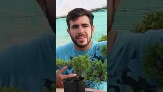 Descubre el Juniperus Procumbens Nana ¡El bonsái perfecto [upl. by Dylan409]