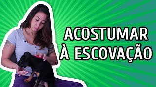 COMO ACOSTUMAR O CÃO A SER ESCOVADOPENTEADO [upl. by Brynne]