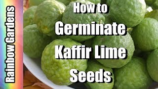 How to Germinate Kaffir Lime and Citrus Seeds [upl. by Nadaba327]