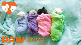 Siamese Kittens are Swaddled Purritos  PAWsitive 🧡 [upl. by Ayar]