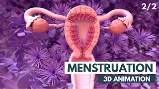 The Menstrual Cycle  3D Animation 22 [upl. by Anaitsirhc]