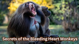 Gelada GeladaMonkey WildlifeDocumentary EthiopianHighlands CliffSurvivorsBleedingHeartMonkey [upl. by Orland]