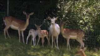 Swisslos Wildpark Mühletäli Olten SO [upl. by Zoha]