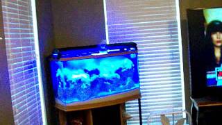 Fritiz Zyme 9 Works for Cycling a Saltwater Aquarium in Days [upl. by Templer]