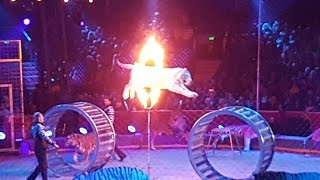 MonteCarlo Circus Festival 2017 Zapashny brothers Tigers leap through flaming hoops [upl. by Jaella]