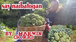 SAY NAIBATOGAN BY MARWIN GORIO IGOROT SONGFARMERS LIFE [upl. by Latimer]