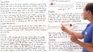 RNA Transcription [upl. by Nyberg]