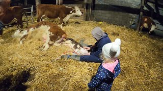 Hereford Cattle Calving  teaching the next Generation [upl. by Assirt92]