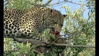 Leopards Tenacious Quest for Monkey Feast [upl. by Buzzell349]