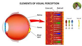 Elements of Visual Perception [upl. by Shirley]