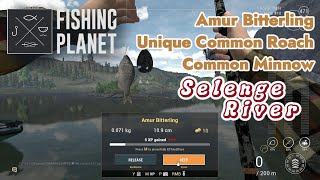 Amur Bitterling Unique Common Roach Common Minnow Selenge River  Fishing Planet [upl. by Ule707]