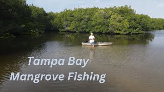 Tampa Bay Fishing in the Mangroves [upl. by Nilhsa245]