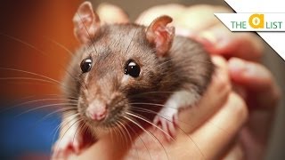 5 Fascinating Facts About Rats [upl. by Auahsoj642]