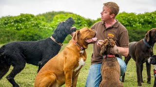 Dog Training How to Be the Pack Leader of Your Dog [upl. by Packer125]