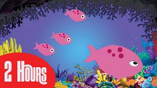 Calming fish for babies Sensory fish aquarium Peaceful fresh water aquarium fish Fish aquarium [upl. by Ruhtracm926]