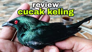 REVIEW BURUNG CUCAK KELING  CEMPERLING PERLING KUMBANG  CUCAK KELING GACOR TELER [upl. by Barnes]