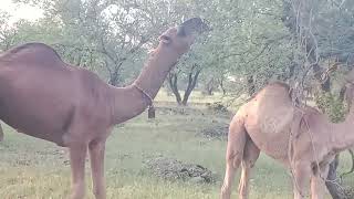 FeMale Camele with Baby CamelLong and Hight Waali Sohni Daachi [upl. by Akinahc]