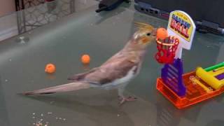 Kiwi cockatiel bird playing basketball 2 [upl. by Anita728]