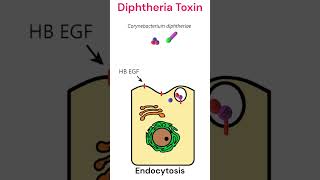 Diphtheria toxin mode of action toxins diphtheria animation [upl. by Rehotsirhc]