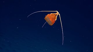 Mysterious Jellyfish Found in Remote Pacific Depths  Nautilus Live [upl. by Cioffred374]