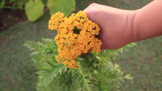 Yarrow Achillea Growing Guide Harvesting amp Vase Life Tips  Ep 116 [upl. by Halima914]