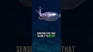 Piglet Squid Secrets of a DeepSea Enigma [upl. by Cinnamon]