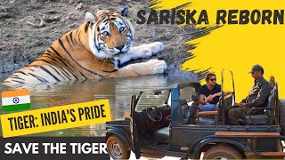 Sariska Reborn An Untold Story From 0 to 27 Tigers  Queen Of Sariska  Battle To Save The Tiger [upl. by Popele]