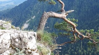 Pieniny  Sokolica  Pieniński Park Narodowy  Szczawnica  Polska  Dunajec [upl. by Nnylannej]