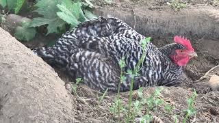 Chicken taking a dust bath [upl. by Amikat]