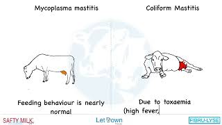 How differentiate mycoplasma mastitis with Coliform Mastitis in Cattle [upl. by Honora]