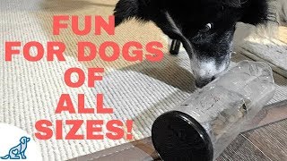 Brain Games For Dogs DIY [upl. by Aerbua]