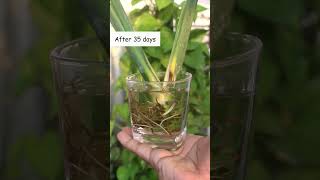 How To GROW Monstera From Cutting EASILY [upl. by Aicekal]