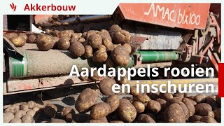 Aardappels rooien en inschuren onder perfecte omstandigheden [upl. by Tann]