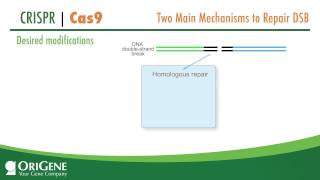 CRISPRCas System from OriGene a Complete Solution for Targeted Genome Modification [upl. by Phail]