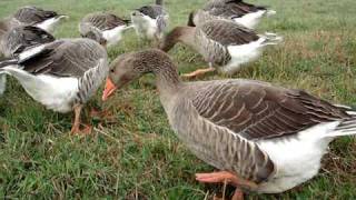 Toulouse Geese [upl. by Amirak569]