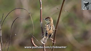 Bird Call ZITTING CISTICOLA Singapore [upl. by Aynekal592]