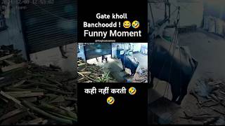 Funny moment 🤣 yt animal shortfeed shortvideo trending music ytshorts funny comedy buffalo [upl. by Atwekk]