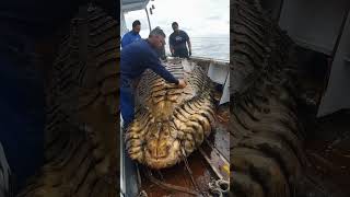 Giant Sea Monsters Caught by Fishermen 🐙🎣GiantSeaCreatures FishingDiscoveries OceanMysteries [upl. by Ardnasirhc]