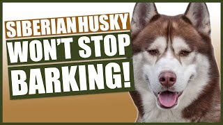 PUPPY TRAINING How To Stop Your Husky Barking [upl. by Gisele]