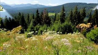 TATRY WITÓW PŁAZÓWKA TREBUNIE TUTKI quotNIESOM MNIE JUZ NIESOMquot [upl. by Nennek]