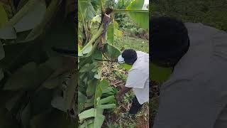 Growing and harvesting bananas from banana tree plants [upl. by Htebazileharas]