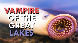 Lamprey How This Vampire Took Over North America [upl. by Ater]