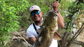 Huge flat heads catfish on artificial lures [upl. by Berky]