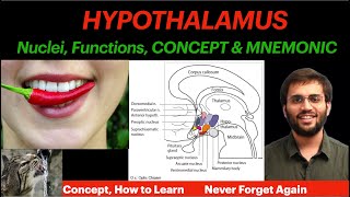 Hypothalamus  Physiology  Nuclei Functions  Concept amp Mnemonic  CNS Physiology Video [upl. by Yeldoow]