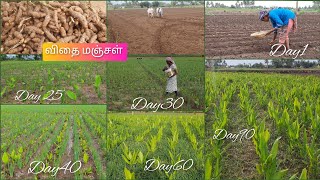 மஞ்சள்வெங்காயம் விவசாயம் சொய்யலாமா🤔🌱🙂Turmeric planting in tamil agriculturevivasayam [upl. by Jarlath773]