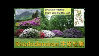 《靈丹妙藥的同類療法》 EP245  牛皮杜鵑 Rhododendron Chrysanthum [upl. by Comptom]