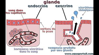 GLANDES ENDOCRINE HISTO [upl. by Suoicerpal292]