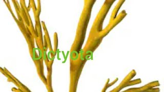 BSc 1Medical Dictyota Brown Algae Part 2 Paper A [upl. by Louise658]